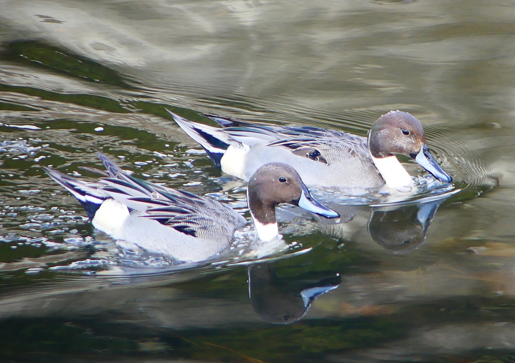 P1640067：オナガガモ_R