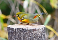 P1600299：ソウシチョウ_R