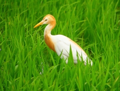 P1060074：アマサギ_R