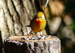 P1620410：ソウシチョウ_R
