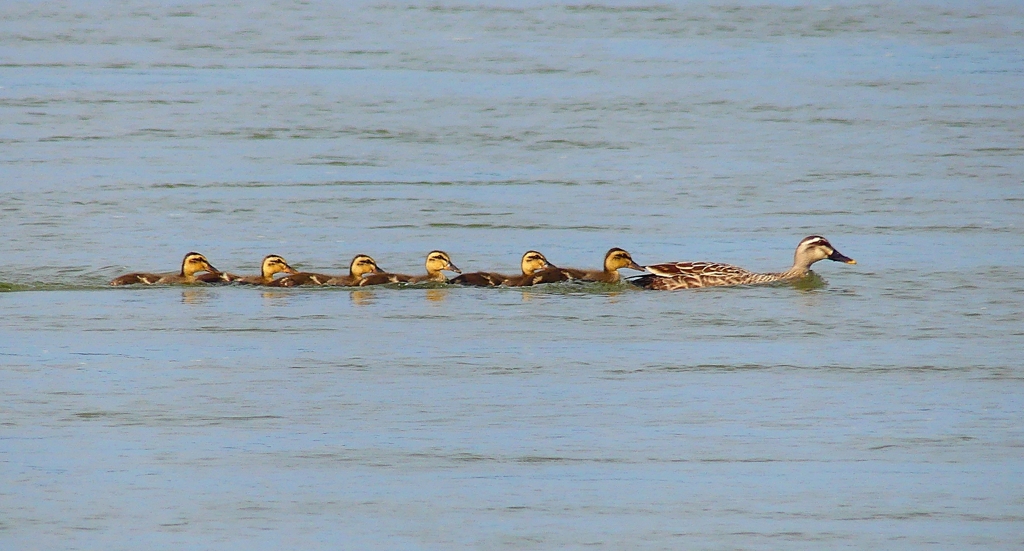 P4180504：カルガモ親子_R