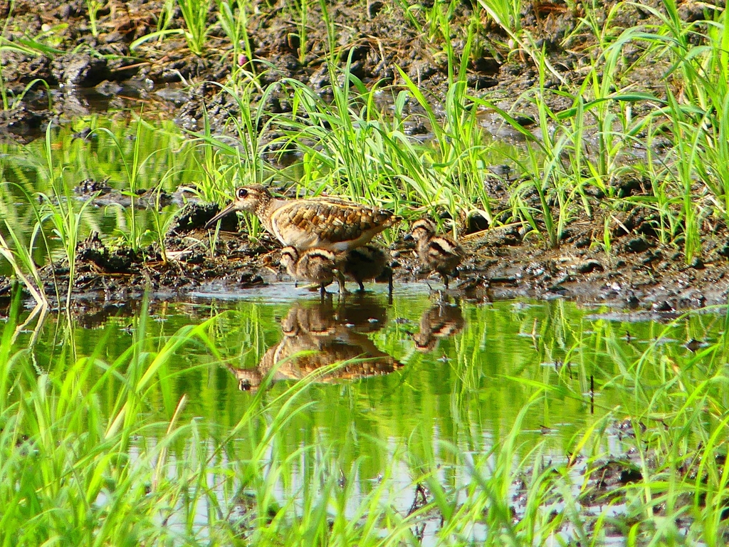 P1130276：タマシギ親子_R