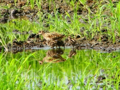 P1130276：タマシギ親子_R