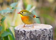 P1600112：ソウシチョウ_R