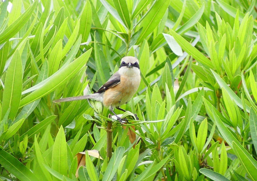 P2030901：モズ（オス）_R