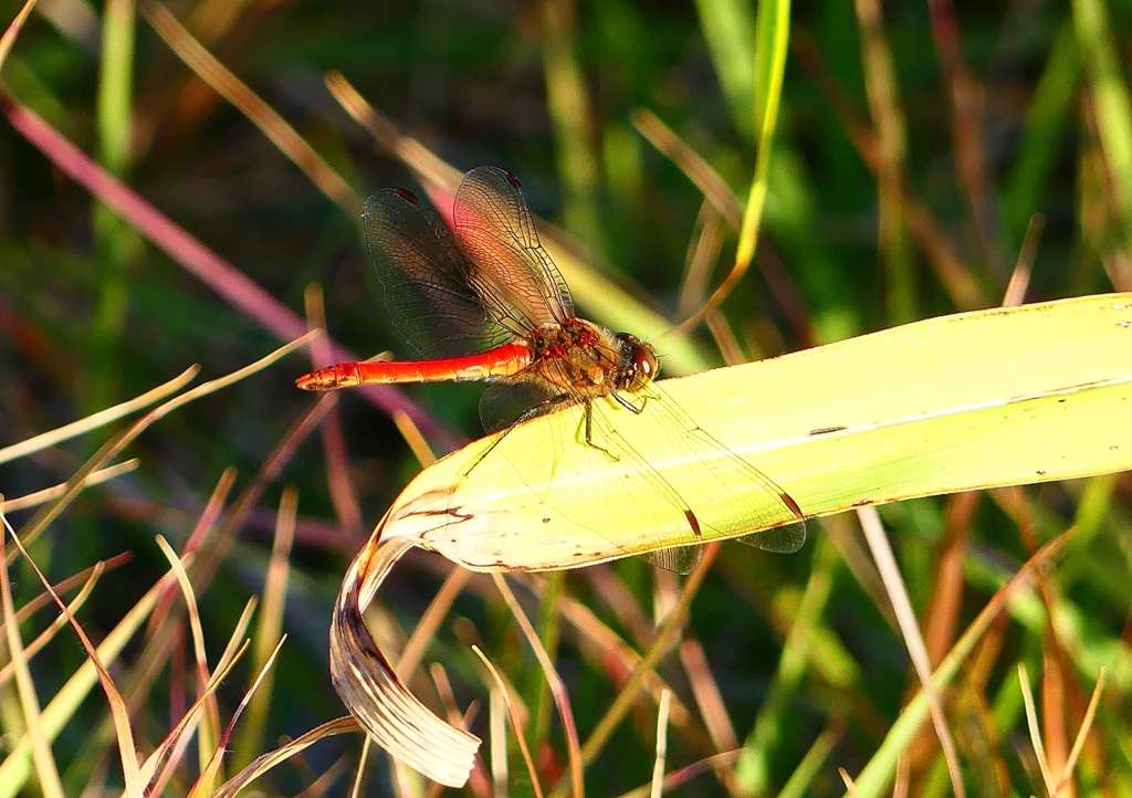 P1360249：アキアカネ_R