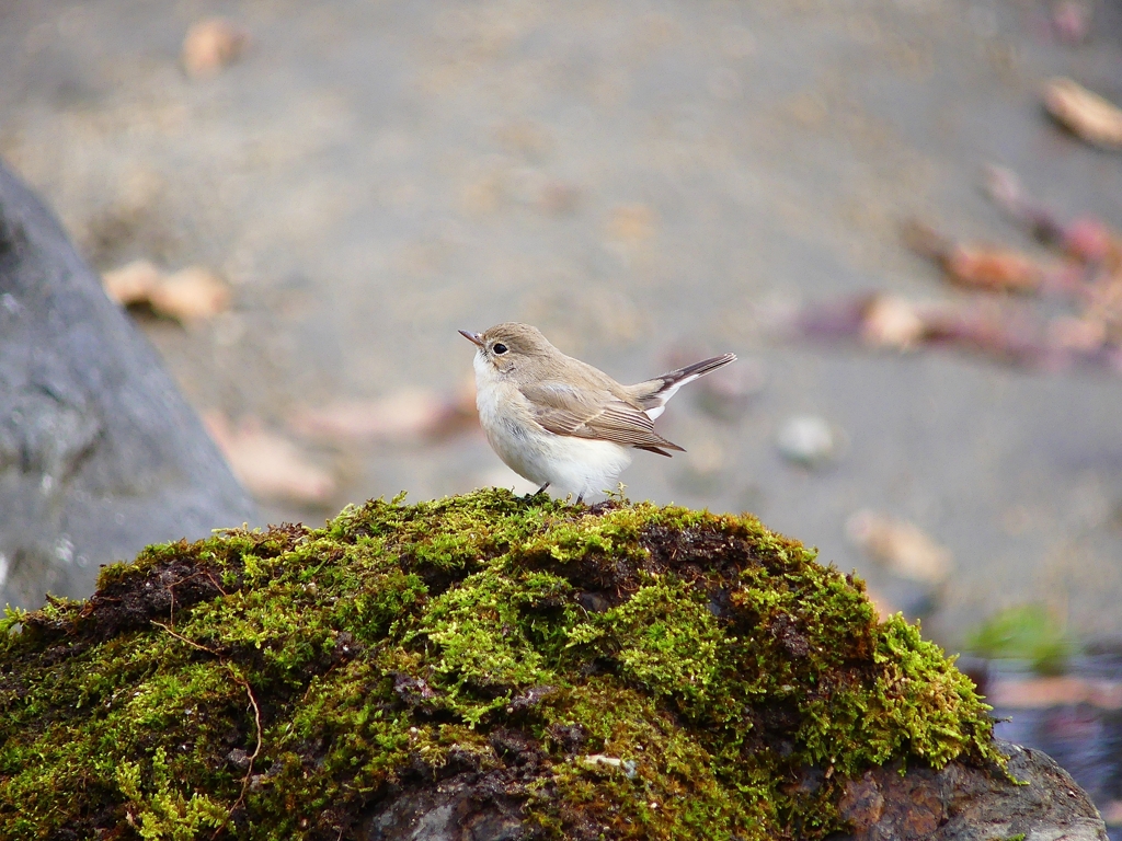 P3790179：ニシオジロビタキ_R
