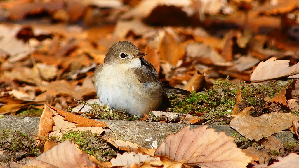 P3700138：ニシオジロビタキ_R