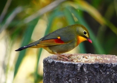 P1520443：ソウシチョウ_R