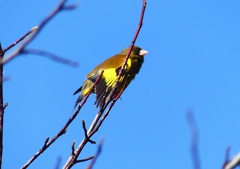 P4810938：カワラヒワ_R
