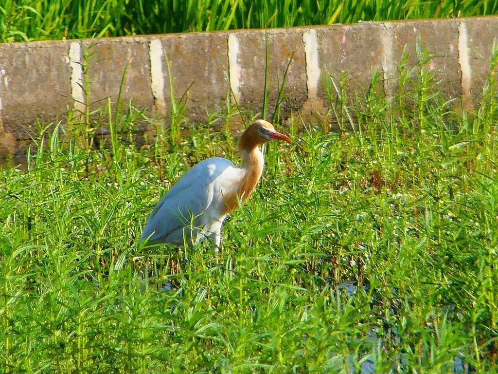 P1130072：アマサギ_R
