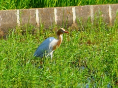 P1130072：アマサギ_R