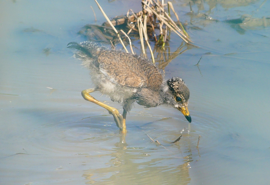 P4960115：ケリのヒナ_R