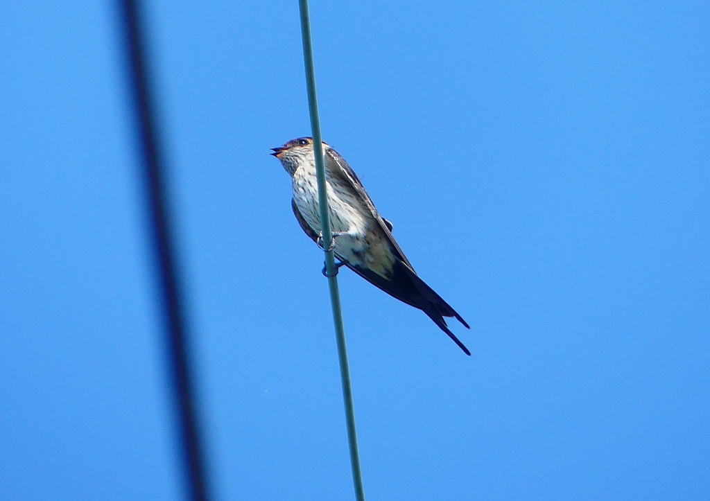 P1180571：コシアカツバメ_R