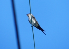 P1180571：コシアカツバメ_R
