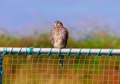 P1390010：チョウゲンボウ_R