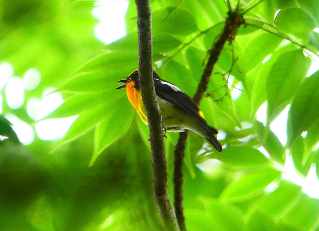 P1020632：キビタキ（オス）_R