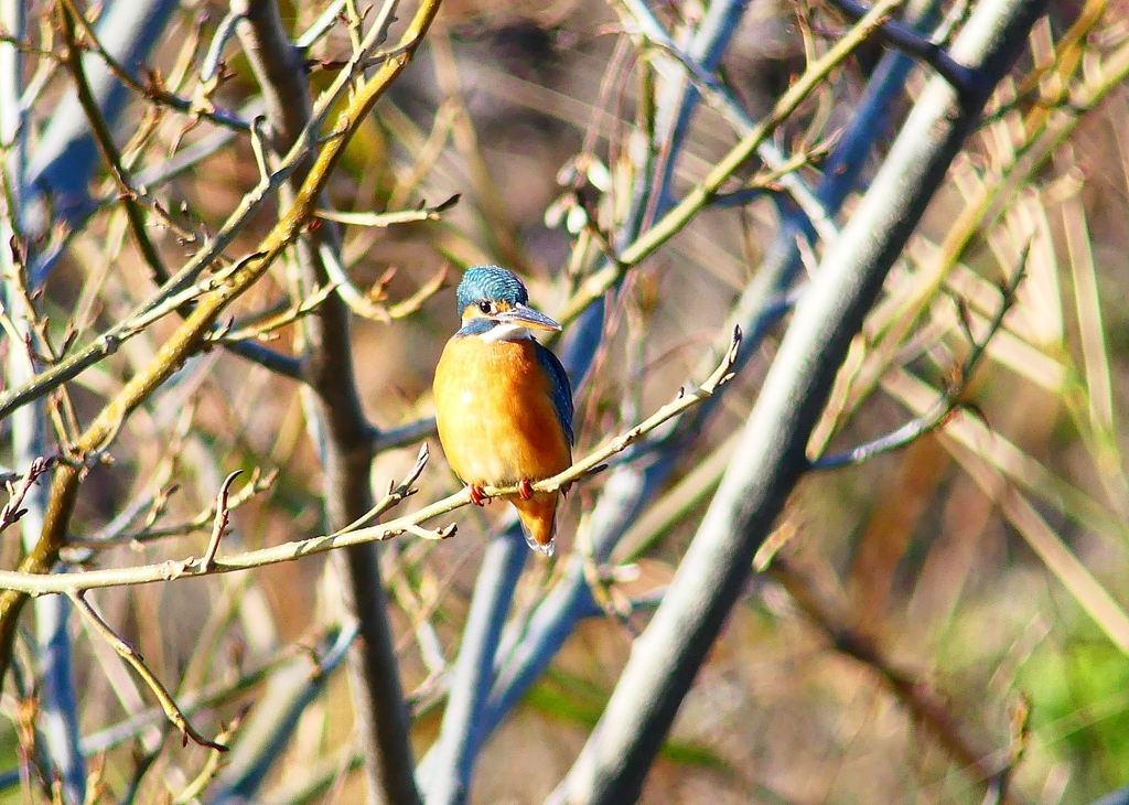 P4730210：カワセミ（メス）_R