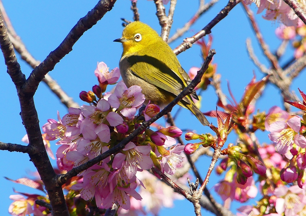 P1550464：メジロ_R