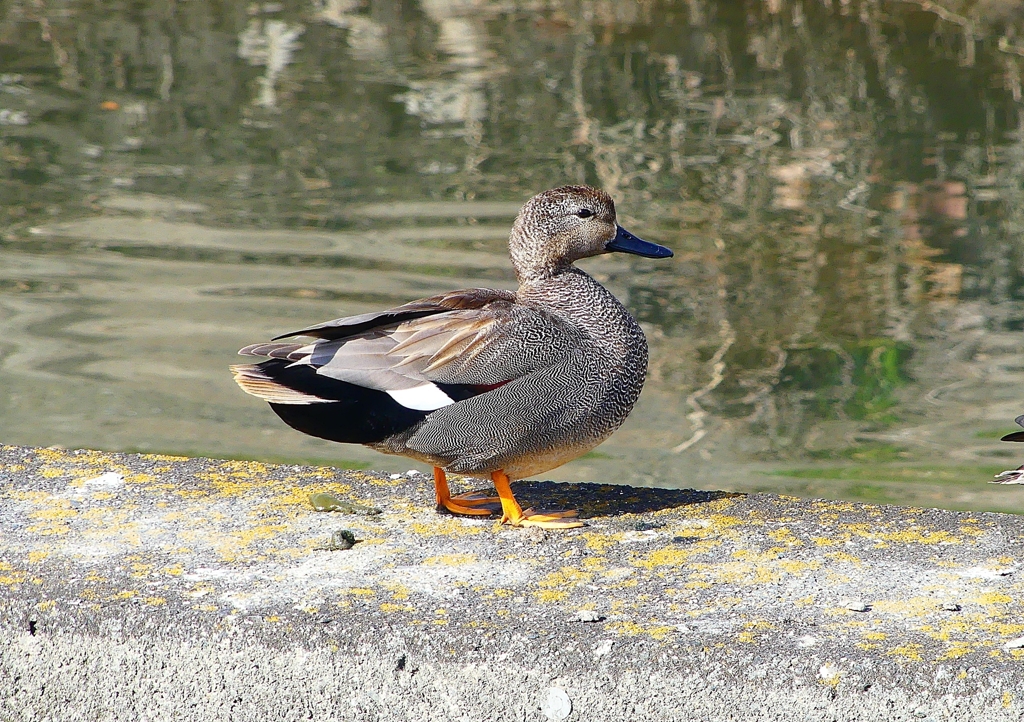 P1810471：オカヨシガモ_R