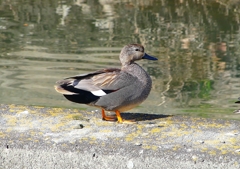 P1810471：オカヨシガモ_R