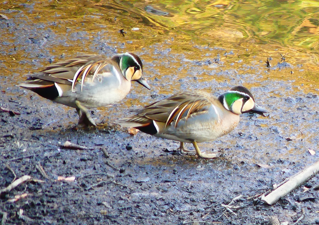 P1770243：トモエガモ_R