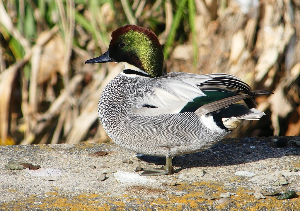 P1580683：ヨシガモ_R