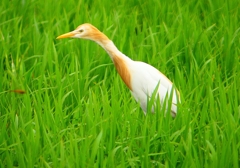 P1060033：アマサギ_R