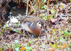 P4700220：トモエガモ（オス）_R