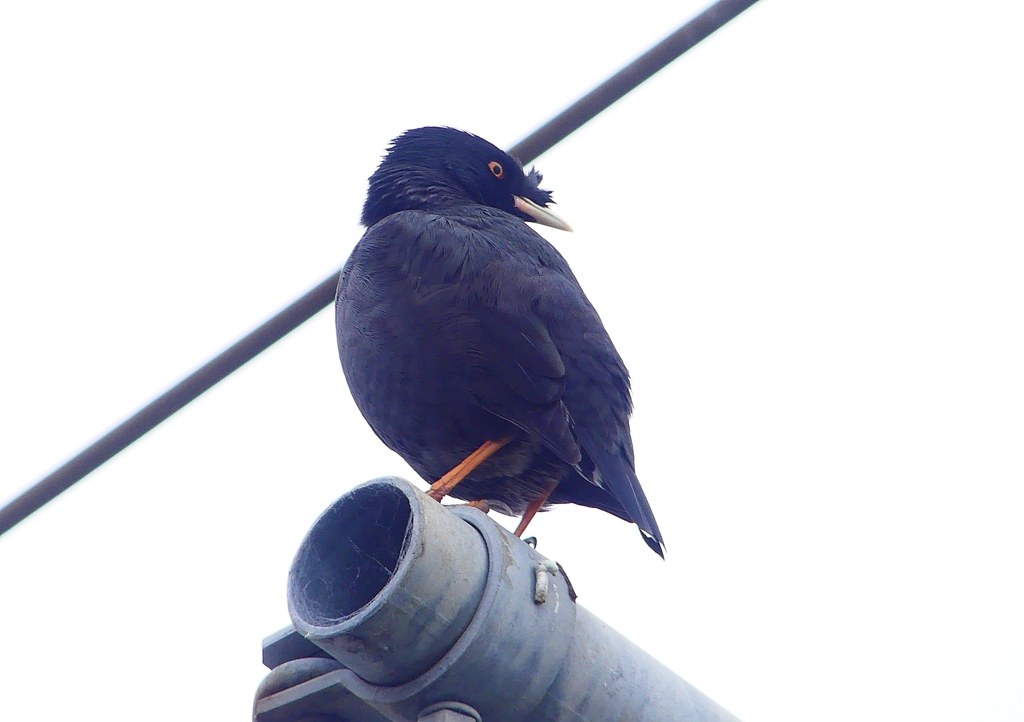 P1440451：ハッカチョウ_R