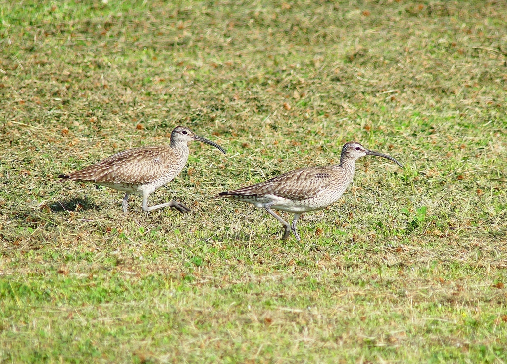 P4110645：チュウシャクシギ_R