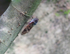 P4240384：アブラゼミ_R