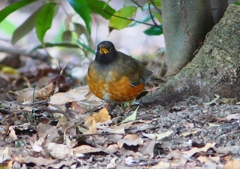 P1770803：オオアカハラ_R