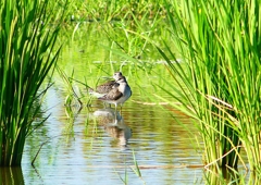P1150701：タカブシギ_R