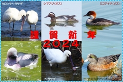 年賀状2024②05_R
