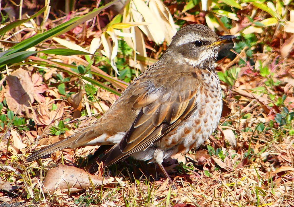 P1790645：ツグミ
