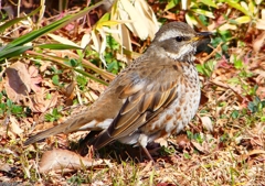 P1790645：ツグミ