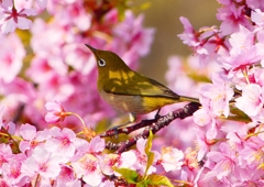 P1900019：河津桜にメジロ_R