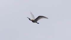 P1680237：飛ぶヘラサギ_R