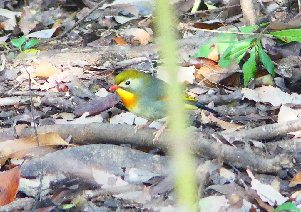 P1920757：ソウシチョウ_R