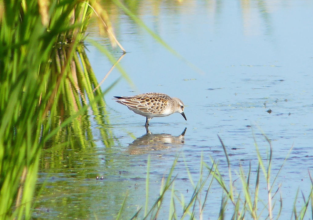 P1250781：トウネン_R