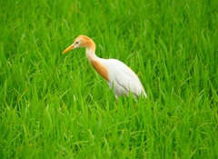 P1050897：アマサギ_R