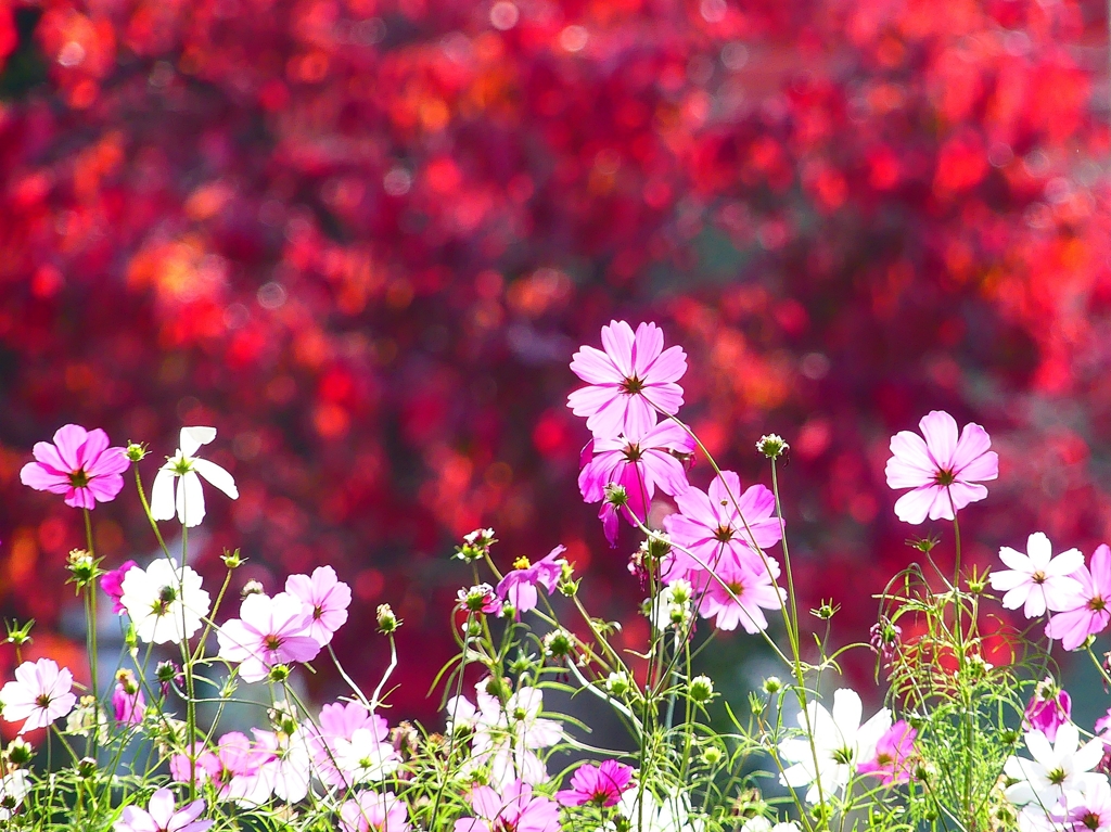 P4460499：コスモスと紅葉_R