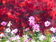 P4460499：コスモスと紅葉_R