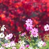 P4460499：コスモスと紅葉_R