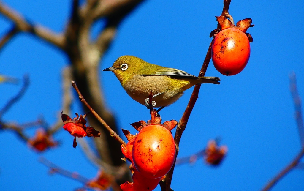 P4650386：メジロ_R