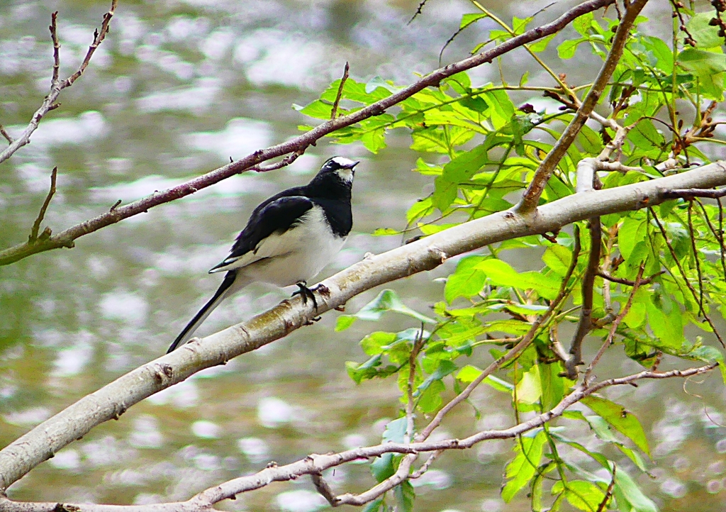 P1330726：セグロセキレイ_R