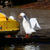 P4750071：アヒル_R