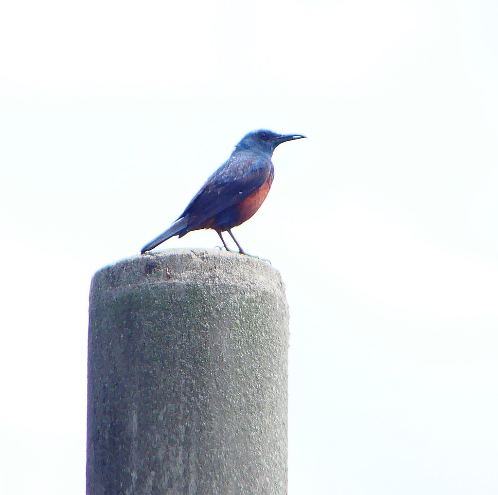 P1020208：イソヒヨドリ（オス）_R