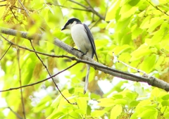 P1930886：サンショウクイ_R